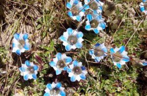 Flowers in Everest base camp trek - flowering plants of Mount Everest region Nepal