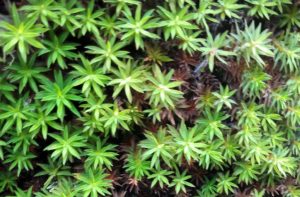 moss found in Everest base camp trekking route Nepal 