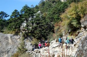 Dense Pine Forest on Everest base camp trail 