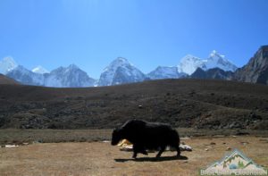 Himalayan yaks on Everest area, be careful with domestic yak while trekking to Everest base camp