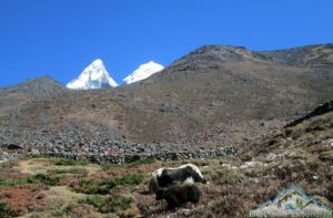 Nak & calf at Phortse ecotourism village trek route, Phortse Nepal is a village on alternative path of Everest base camp trekking in Khumbu