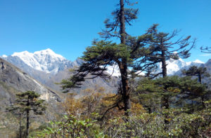 plants found on Mount Everest - Mount Everest flora and fauna